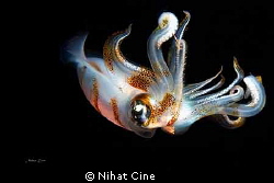 Baby squid telling me "Oooouu"... by Nihat Cine 